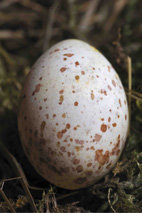 Huevo de herrerillo común en el que puede apreciarse el patrón de moteado rojizo sobre el fondo blanco de la cáscara.